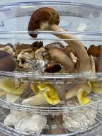 350 Watt Mushroom Dehydrator - Image 5